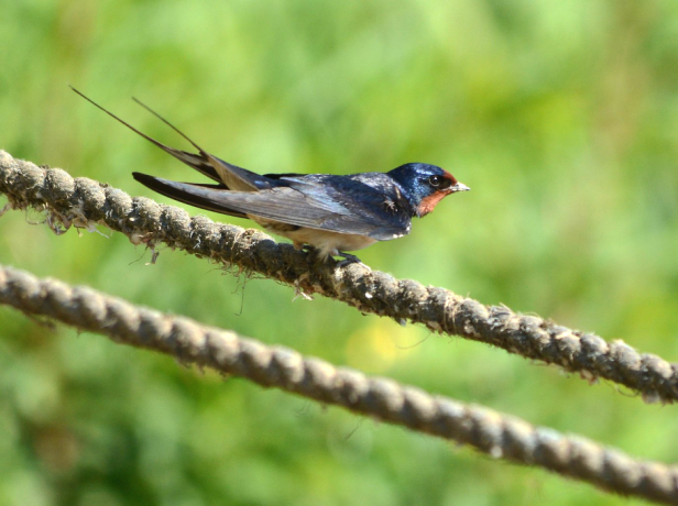 Hirondelle rustique sur une corde